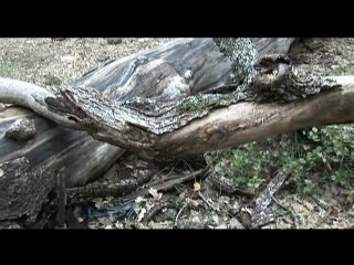 Extrait du documentaire "De l'Arbre"