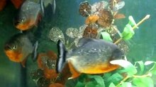PIRANHAS-2