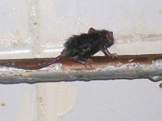 Il découvre un rat dans la sauce aigre-douce...