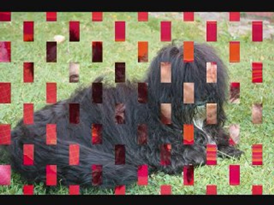 Du Royaume de mon prince noir