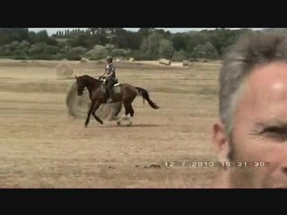 stage rodolphe scherer dressage marais