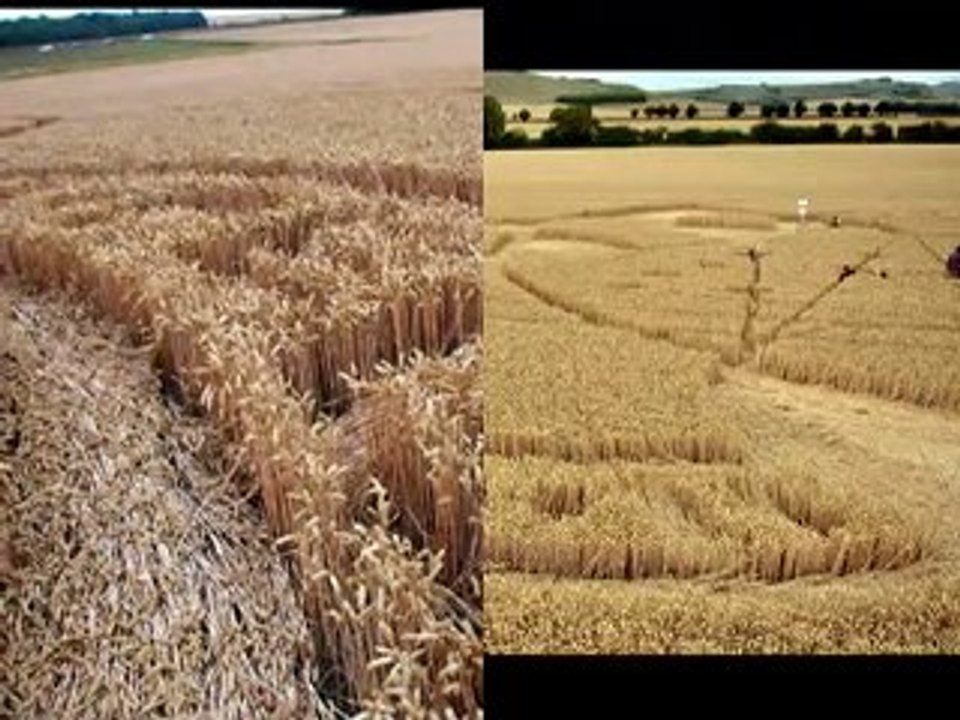 Crop Circle 26 Juillet 2010  East Field Wiltshire GB