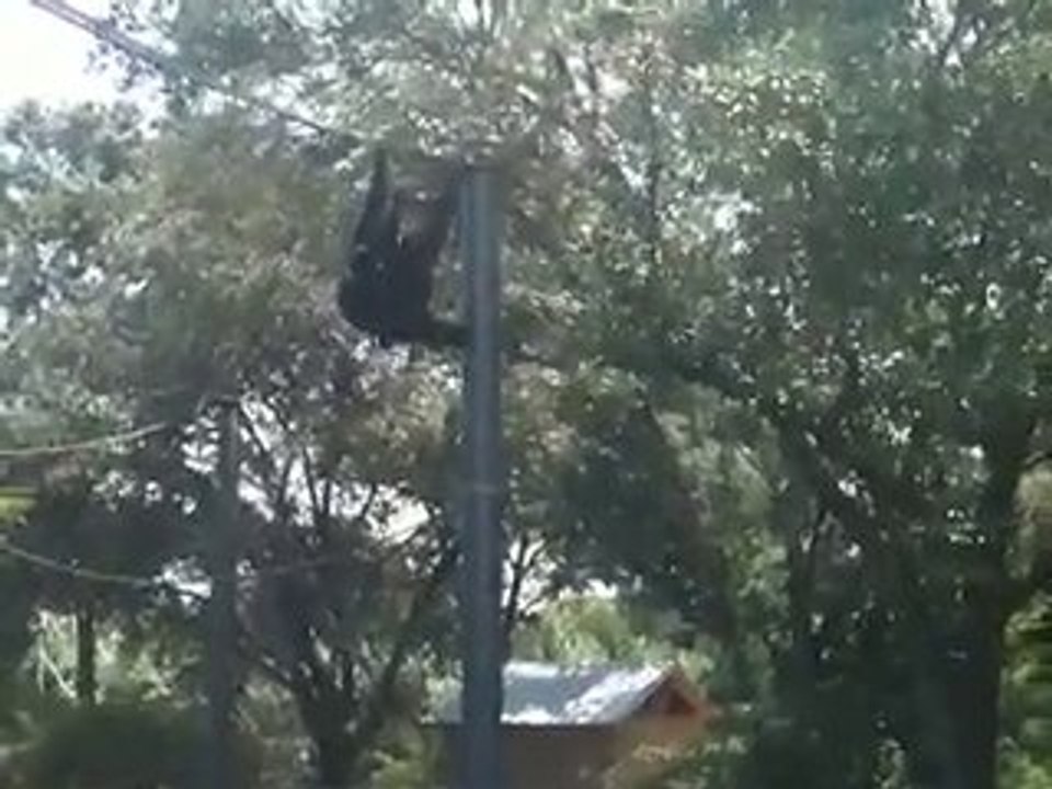 Monkeys