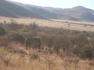 güney afrika safari (sun city)