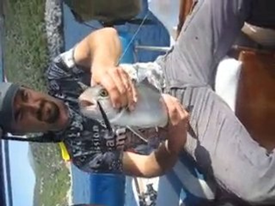 Akya