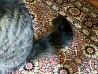KEDİ ZARİFE KAPIYI AÇIN DİYOR--KEDILIEV.COM