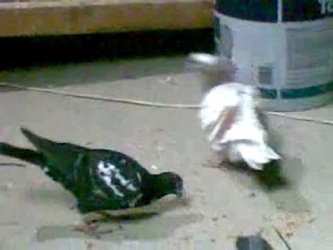 Lübnan filo bölük kuşları guvercinrehberi.com