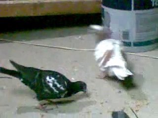 Lübnan filo bölük kuşları  www.guvercinrehberi.com