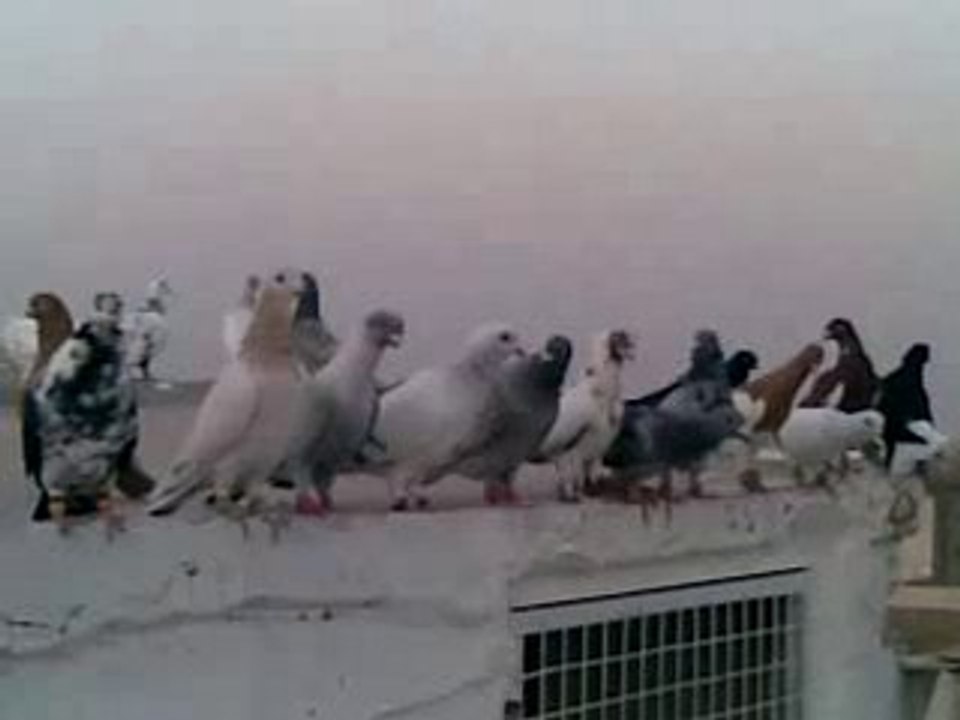 Lübnan filo bölük kuşları 2 www.guvercinrehberi.com