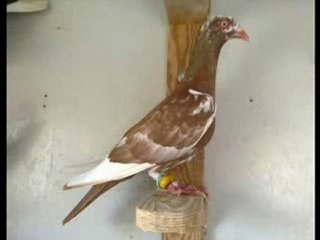 filo kuşları slayt gösterisi - www.guvercinurfa.com