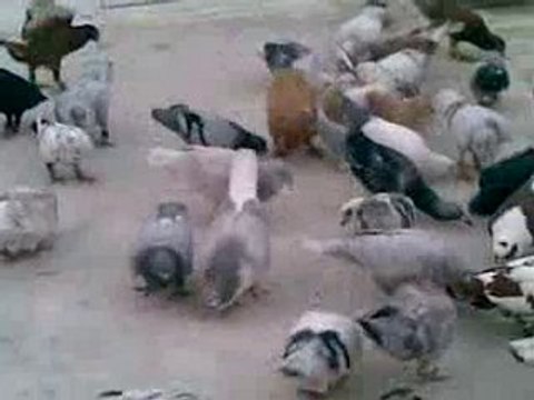 lübnan karışma kuşları 2 guvercinurfa.com