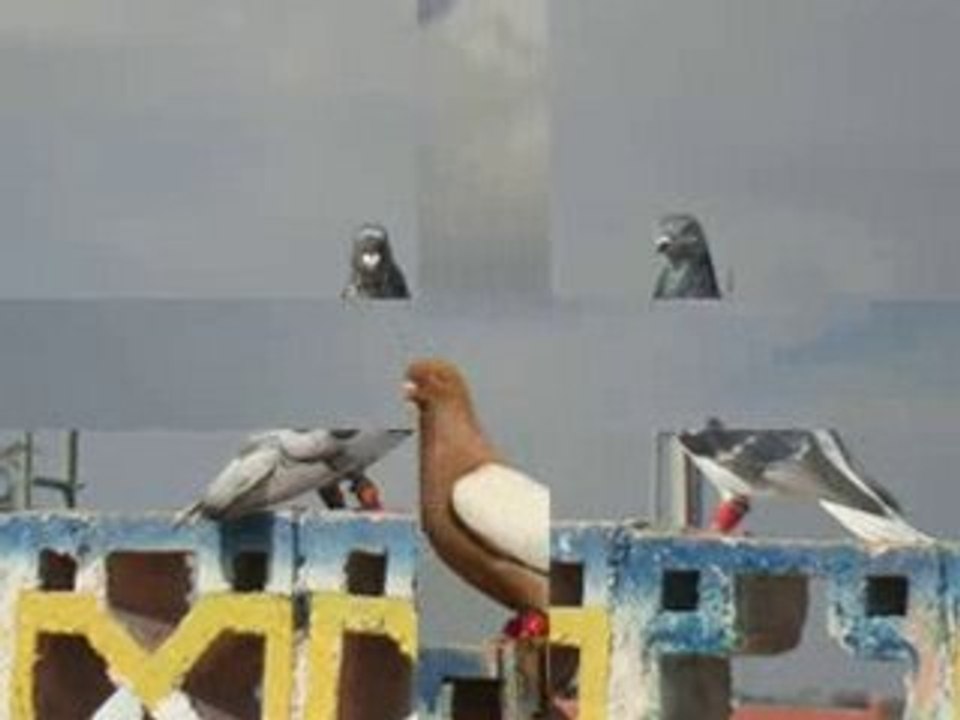 ürdün filo kuşları slayt gösterisi www.guvercinrehberi.com