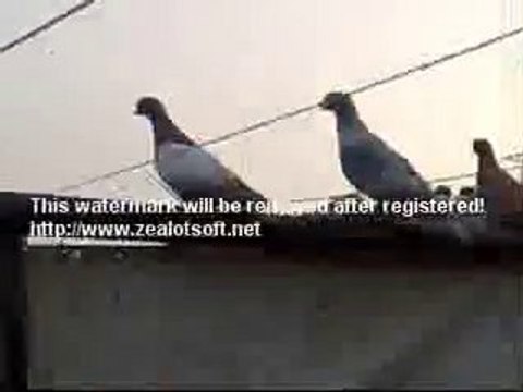 lübnan kuşları guvercinurfa.com