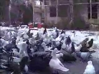 thomas sankari lübnan filo kuşları www.guvercinurfa.com