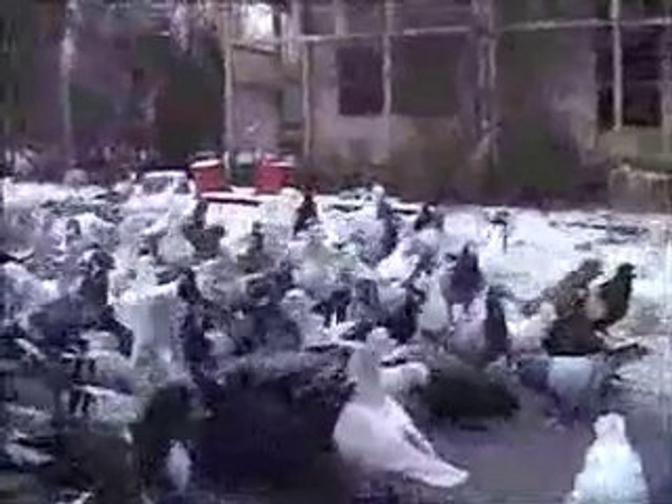 thomas sankari lübnan filo kuşları www.guvercinurfa.com