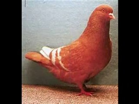 Lübnan filo kuşları video guvercinrehberi.com