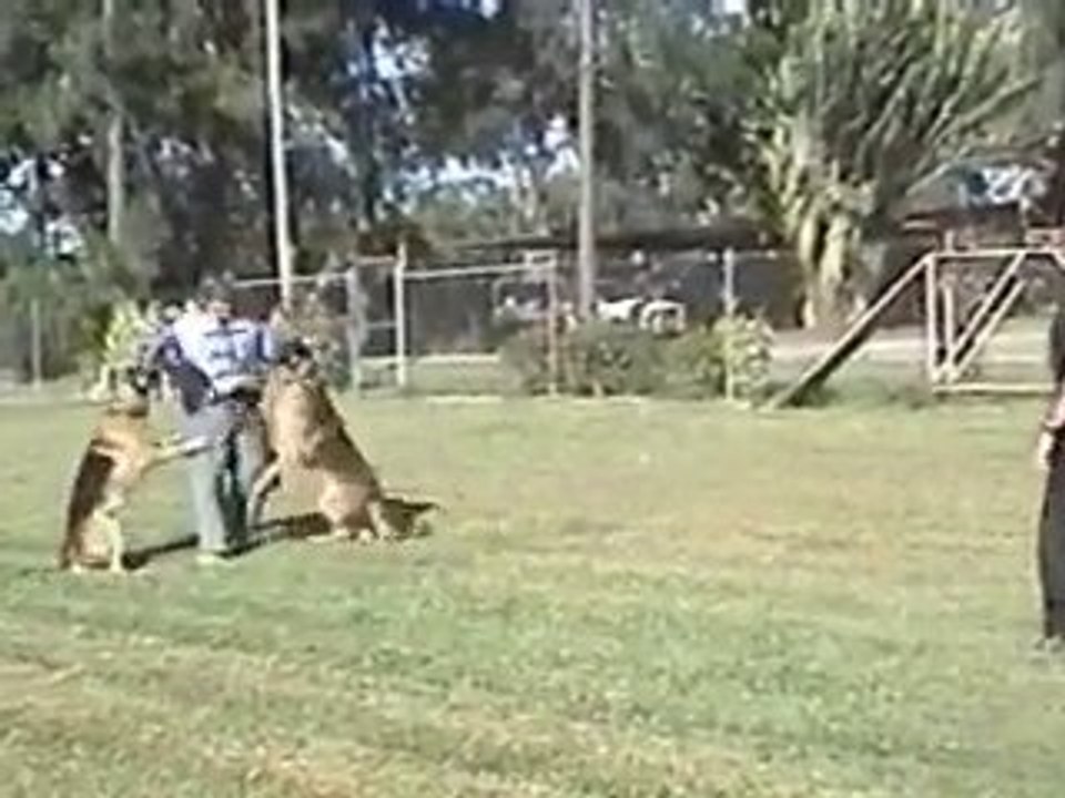 Dog Boarding Kennels Wacol Dog Watch Security QLD