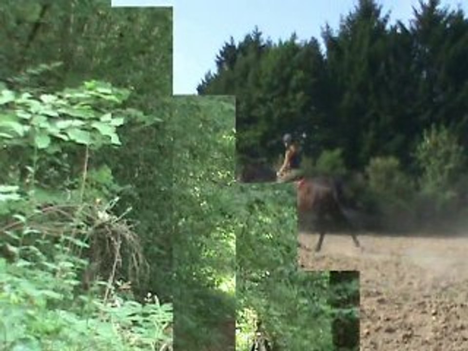 Retraite heureuse pour chevaux et poneys.