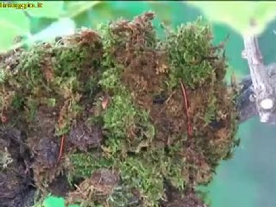 bonsai da margotta