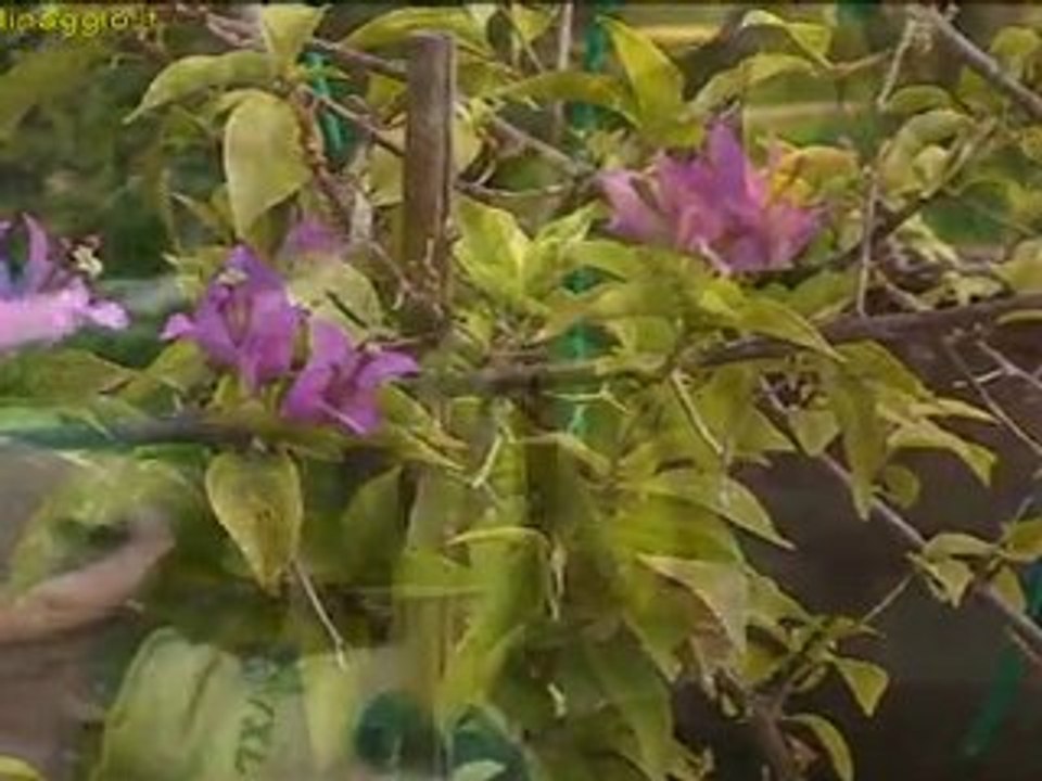 bonsai di rampicanti