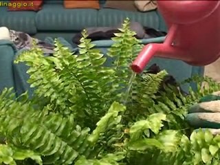 coltivare delle felci in appartamento