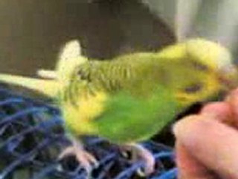 Peynir+ekmekle kahvaltı-KEDILIEV