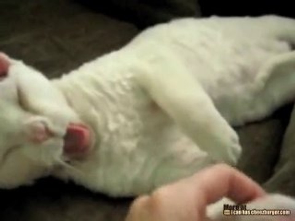 Gli abbracci del tenero gattino