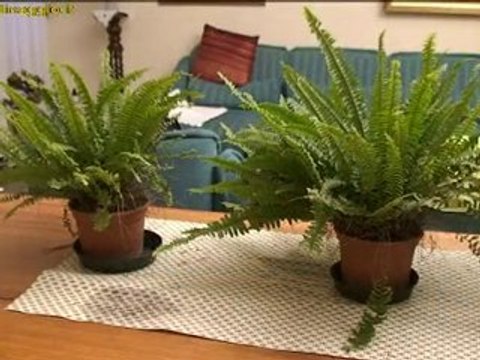 coltivare le felci in giardino