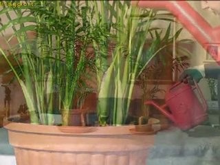 coltivare le palme da appartamento