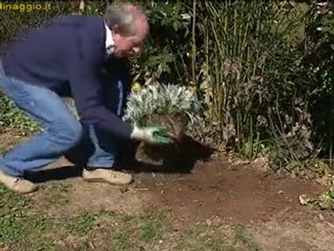 coltivazione delle erbacee perenni