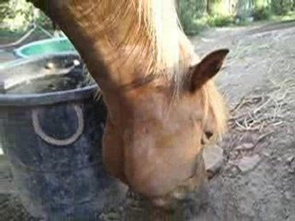 Mon ponez