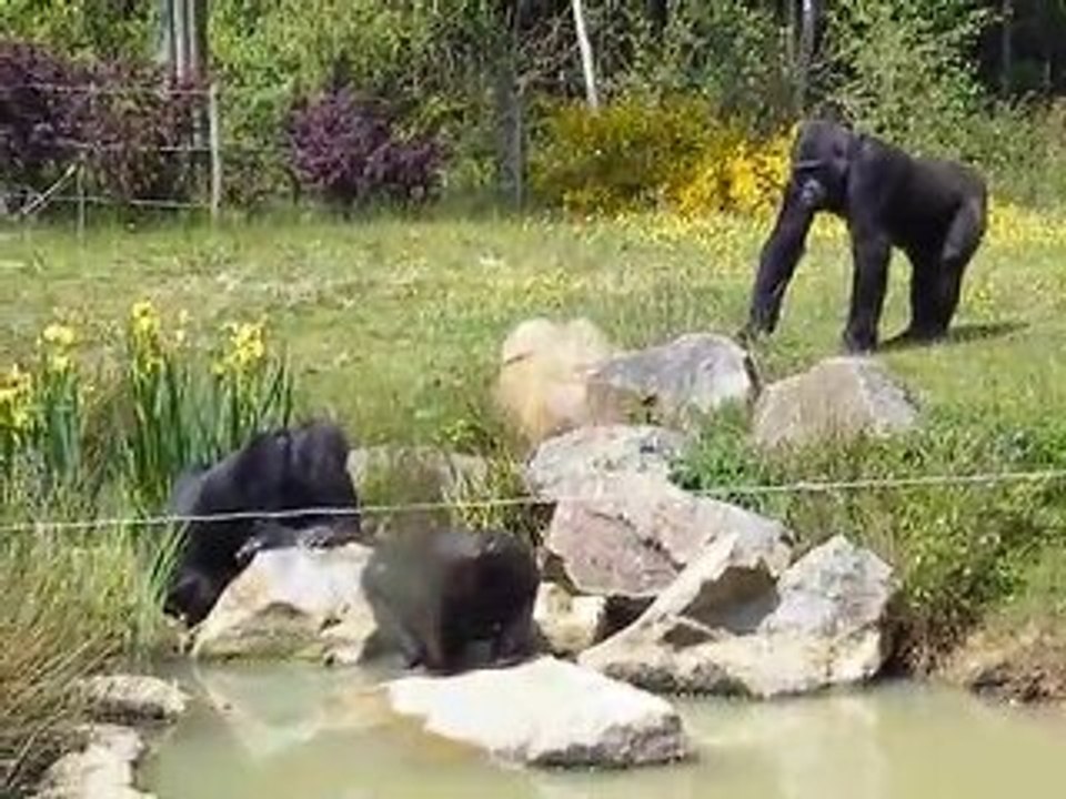 Les gorilles du Zoo de la Boissière du Doré
