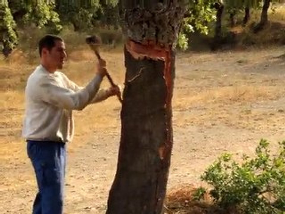 Levée de liège du Roussillon à Banyuls