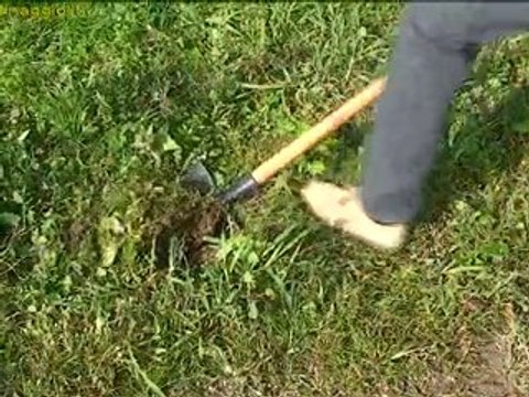 coltivazione delle piante semprevedi