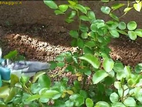 coltivazione delle rose