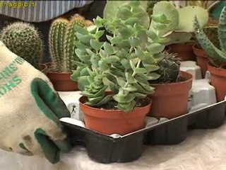 come favorire la fioritura delle cactacee