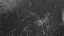 Elephant breaks live camera