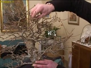 come potare i bonsai