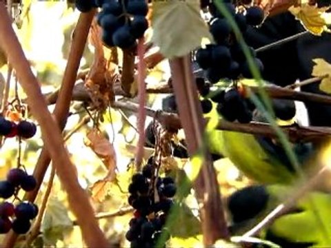 L'épicerie - Les vins du Québec