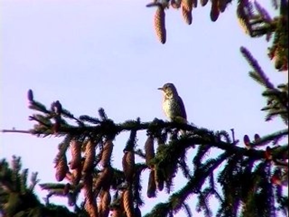 Quelque part au Salève