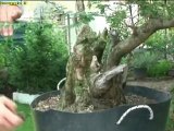 la potatura dei bonsai