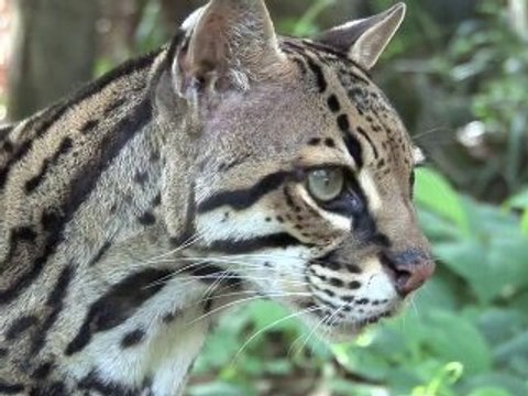 Liger + Tiger + Lion = BIG CAT RESCUE!