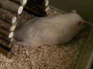 Yuki, paralysée, en train de grincer des dents