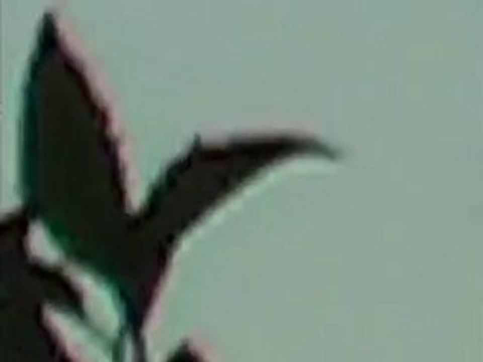 OVNI PAYS BAS,26.07.2010