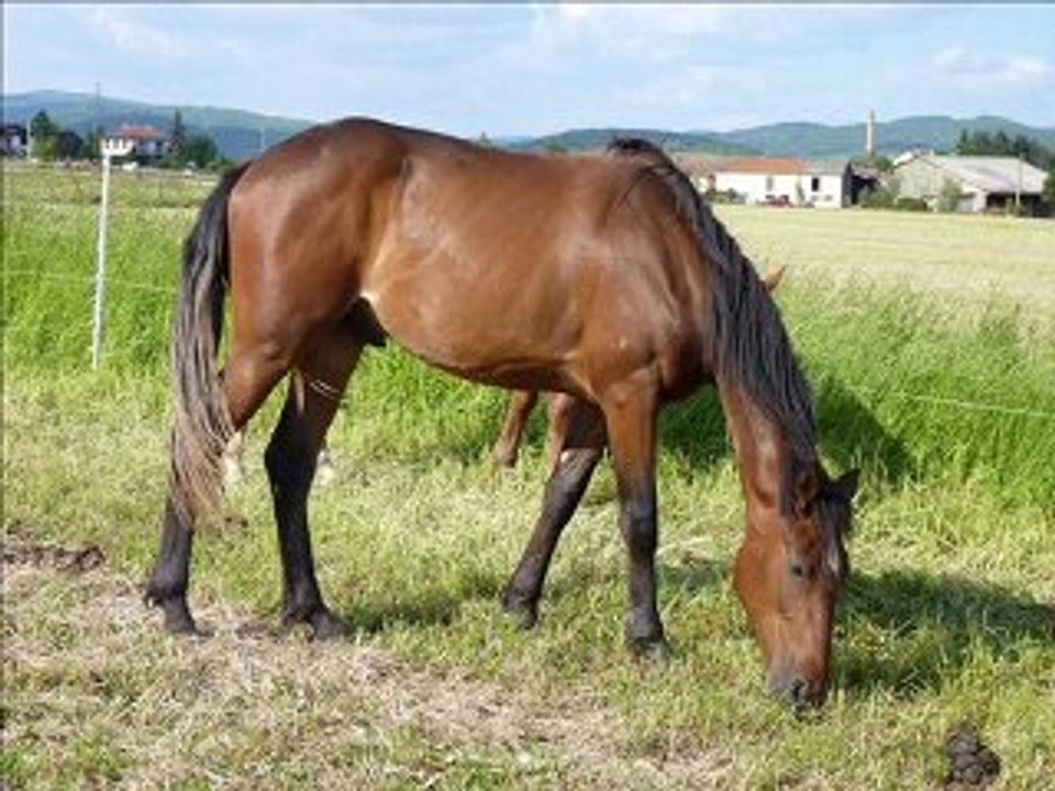 Mon bel Uno, petit trotteur français de 2 ans