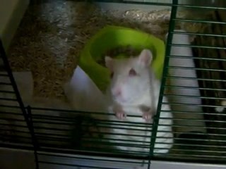 Yuki, l'arrière train paralysé, veut sortir de sa cage