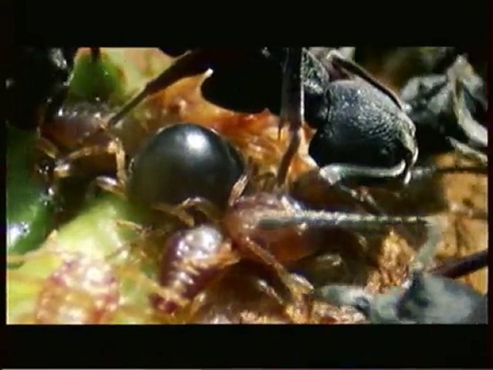 L'organisation Secrete Des Fourmis 1