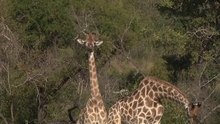 safari.tv diary - 15 May 2010