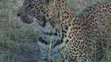safari.tv diary - 17 May 2010