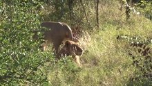 safari.tv diary - 23 May 2010